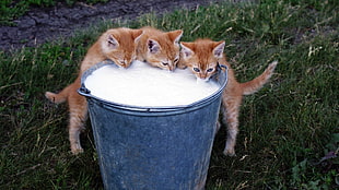 three orange tabby kittens drinking milk on gray steel pail
